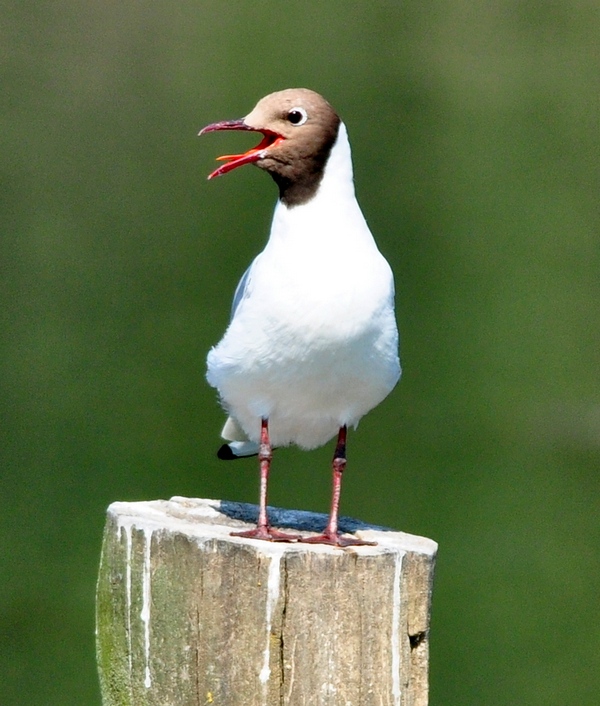 Avifauna humor